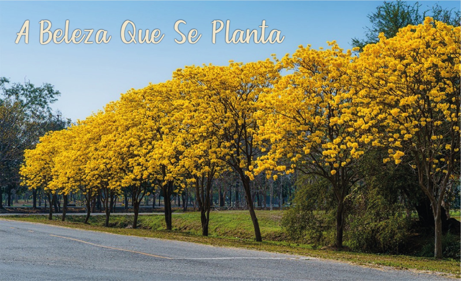 A beleza que se planta uma iniciativa da TONADRI para cuidar do amanha